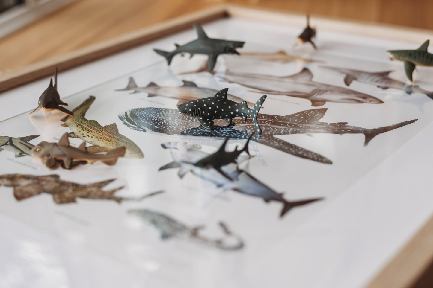 Australian Shark’s Poster A3