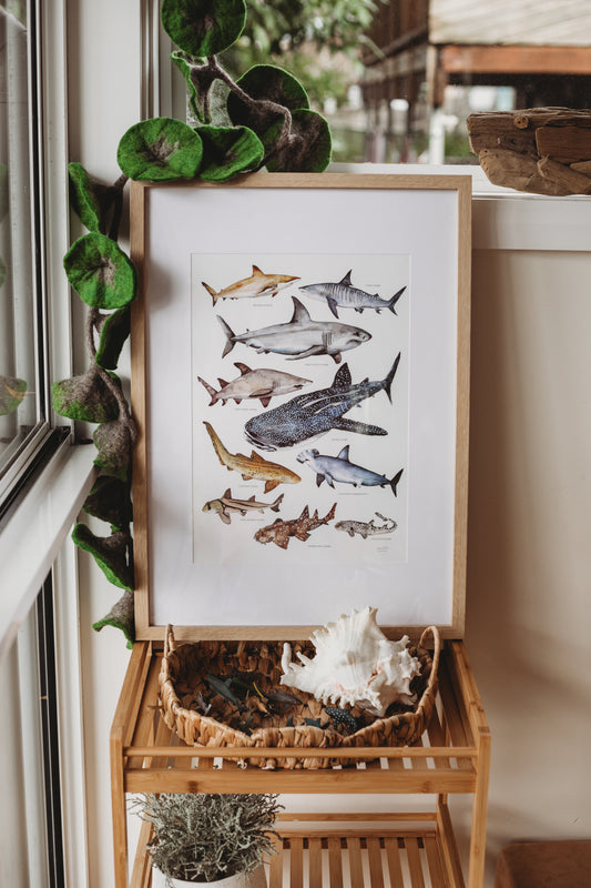 Australian Shark’s Poster A3