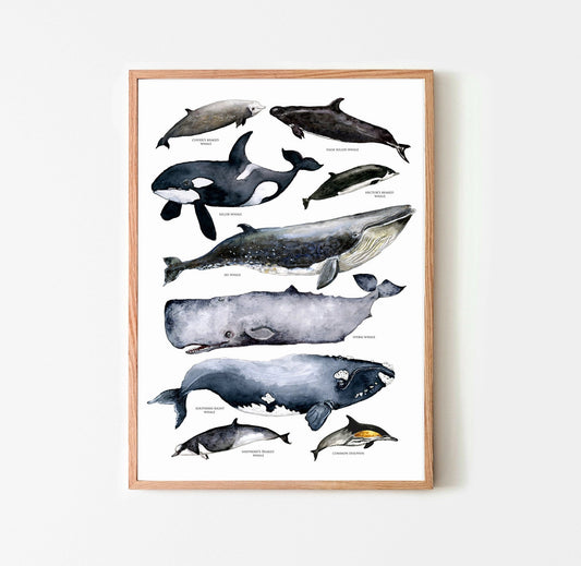 Australian Whale's Poster