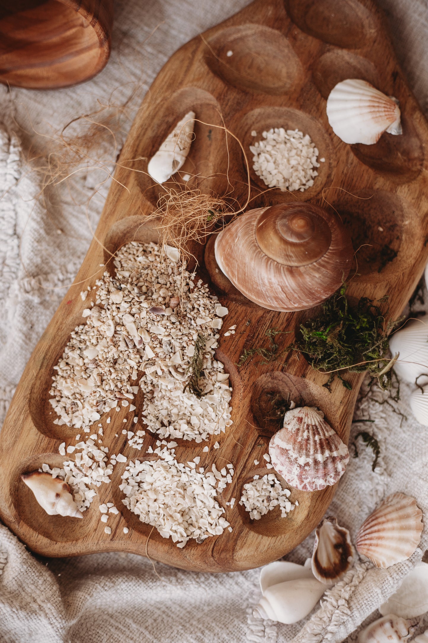 Crushed Shells - Potion Ingredient small