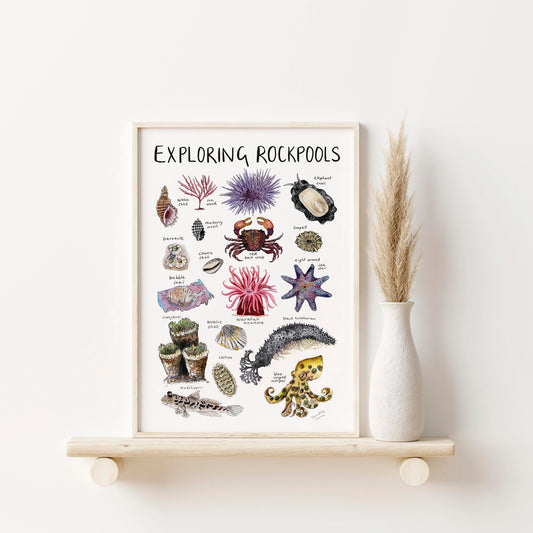 Exploring Rockpools Print