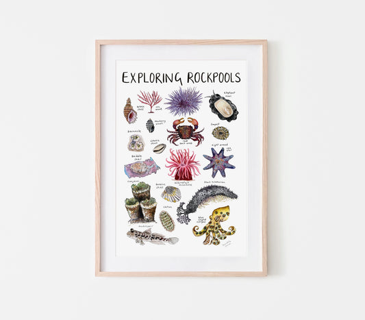 Exploring Rockpools Print