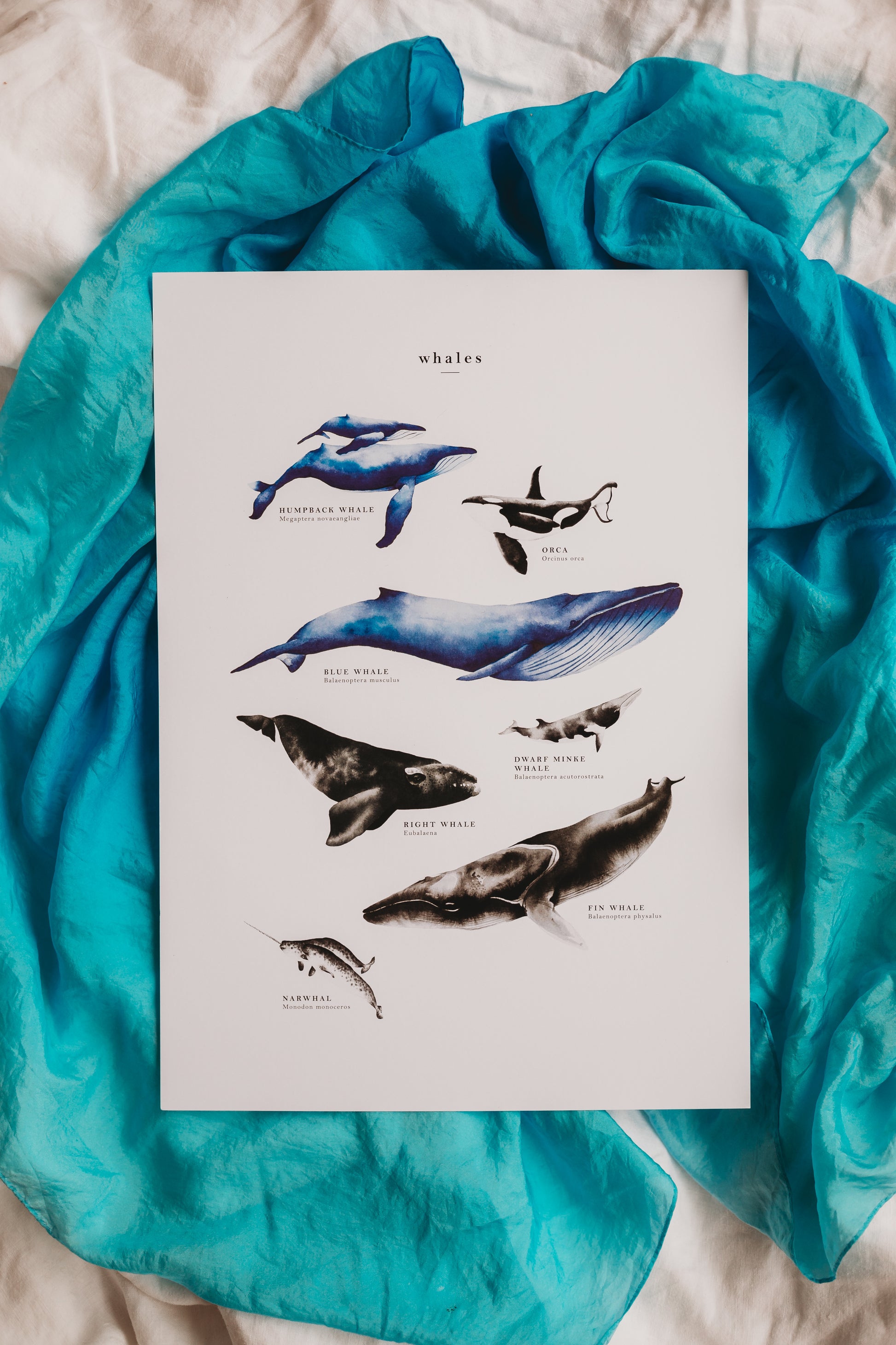 Pretty palm tree whale species education poster