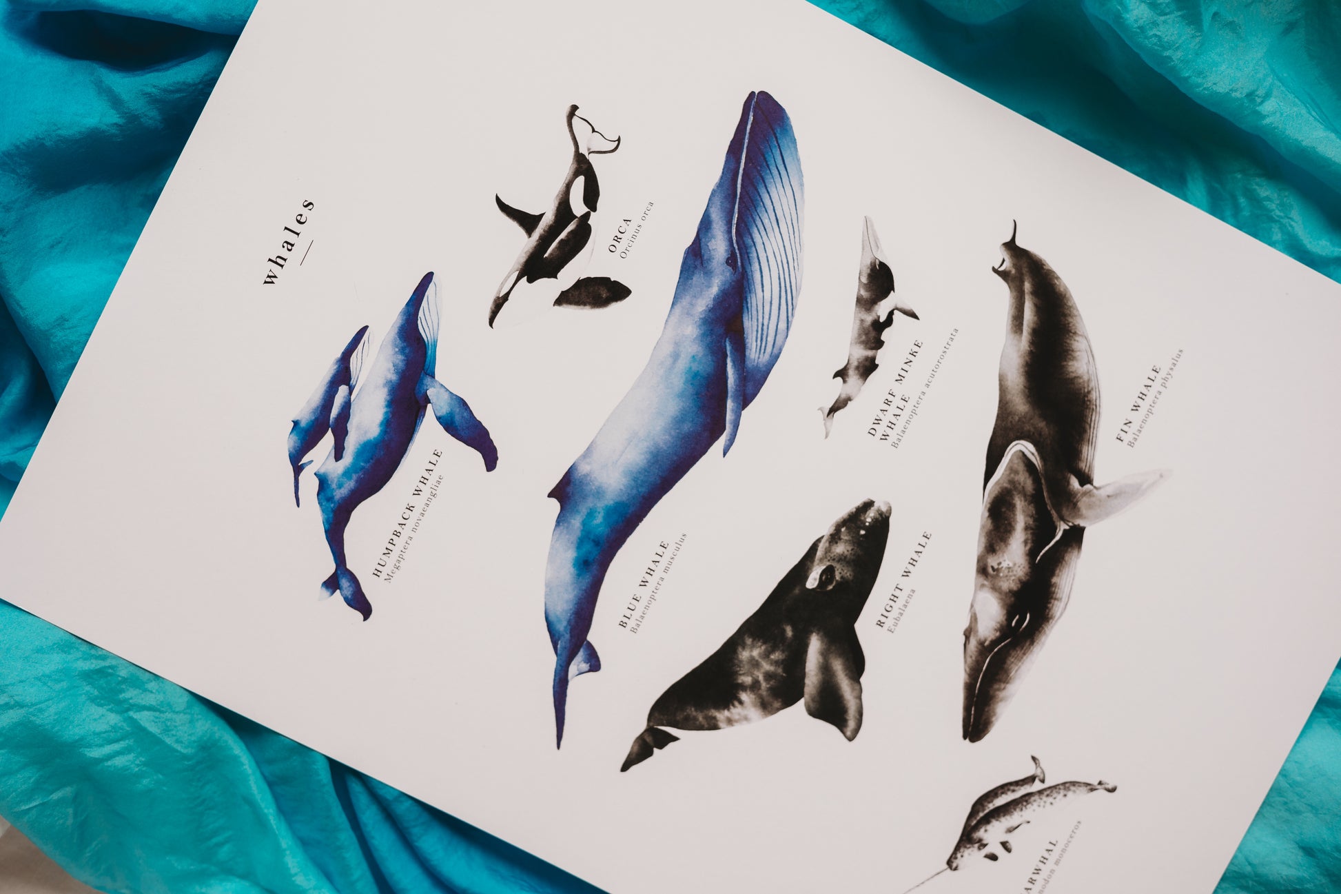 Pretty palm tree whale species education poster