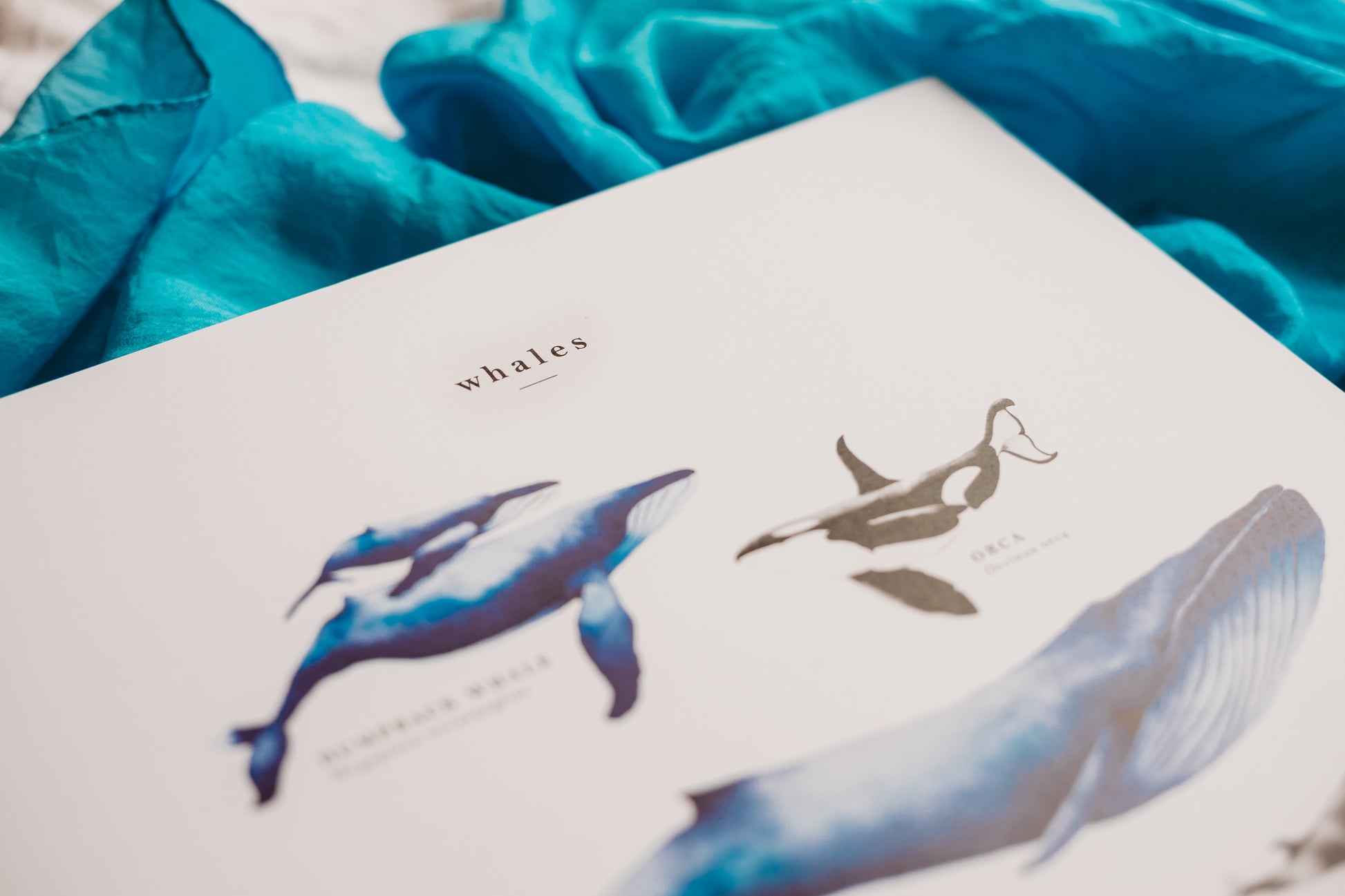 Pretty palm tree whale species education poster