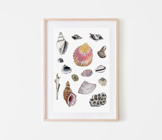 Shell Study Print - A3