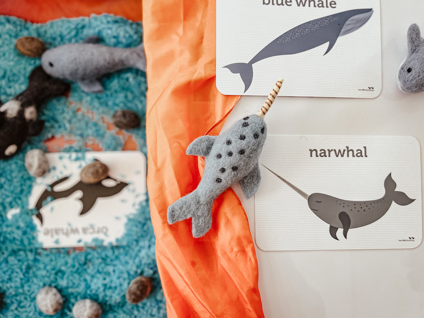 Sea Life Flash Cards