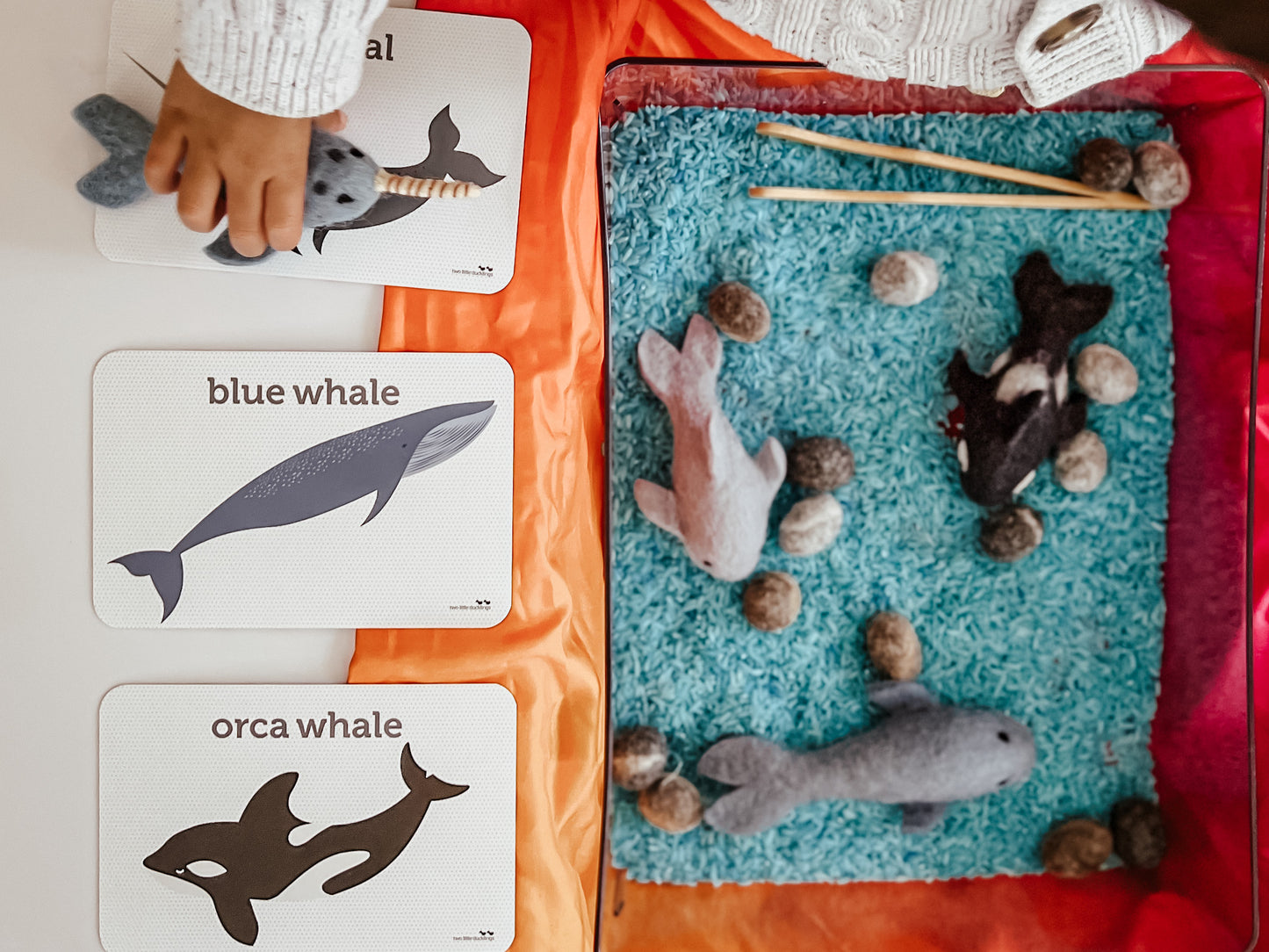 Sea Life Flash Cards