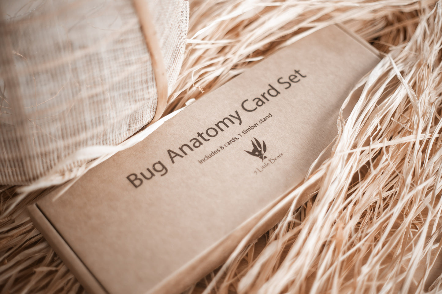 Bug Anatomy Cards