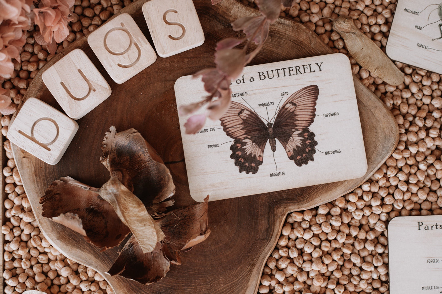 Bug Anatomy Cards
