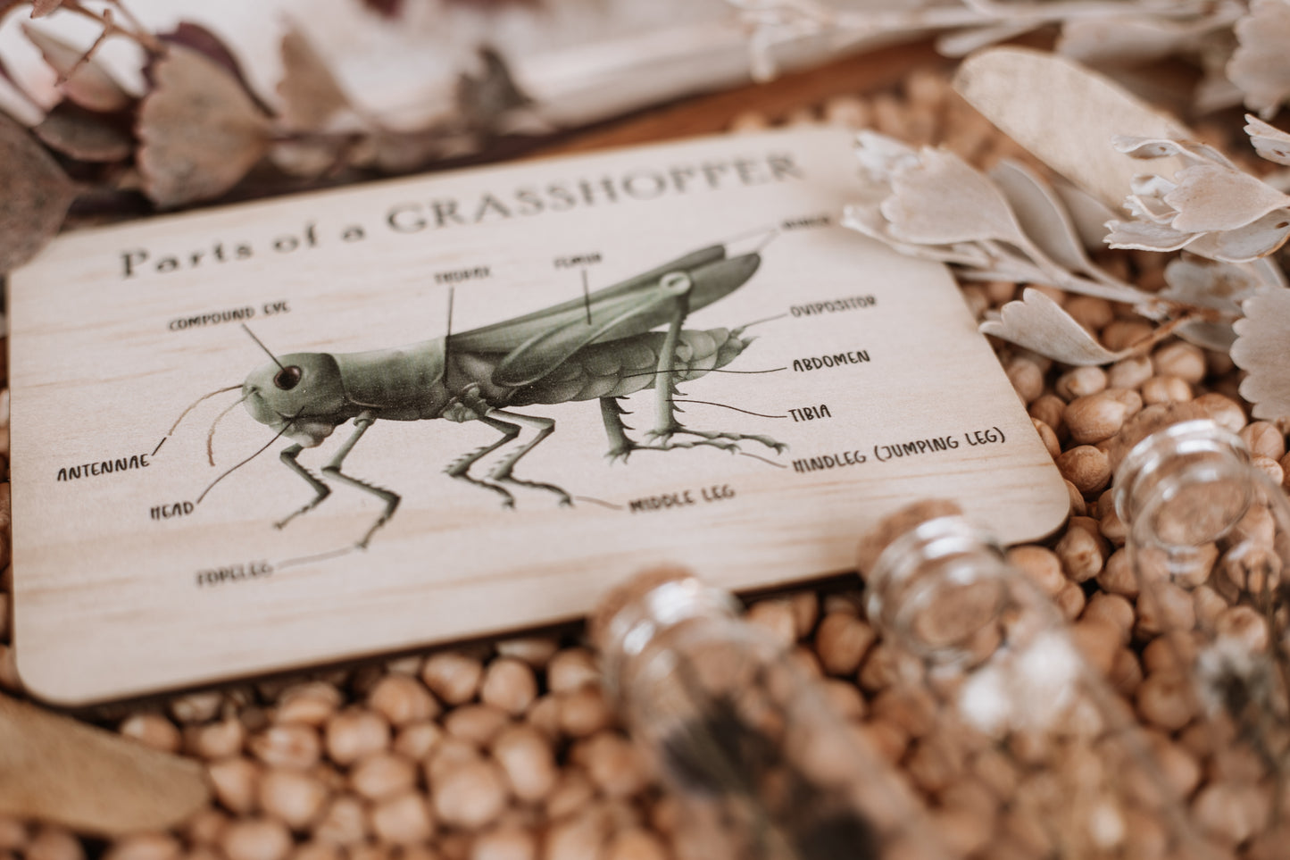 Bug Anatomy Cards