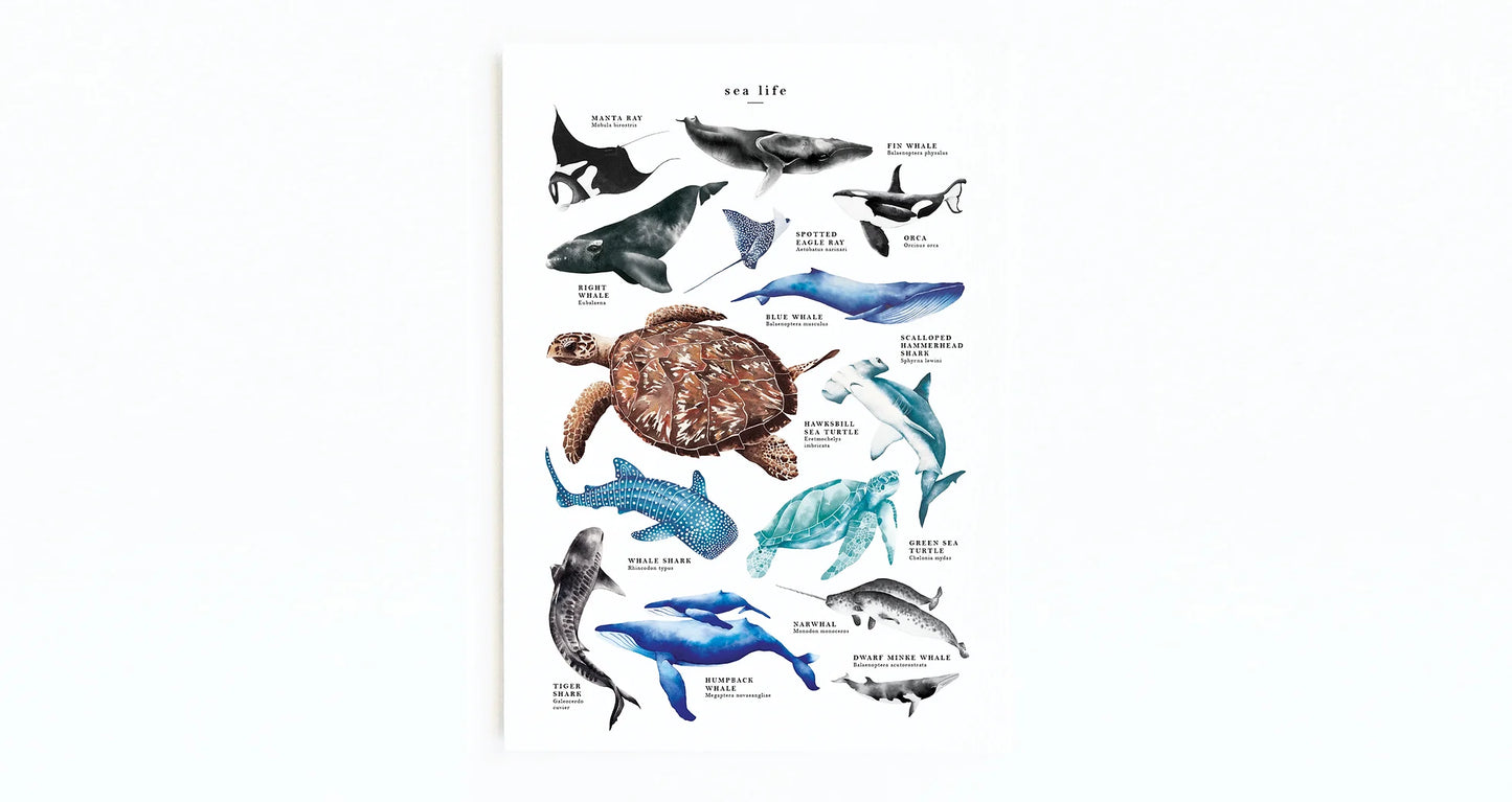Sea Life Poster