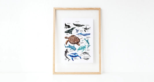 Sea Life Poster