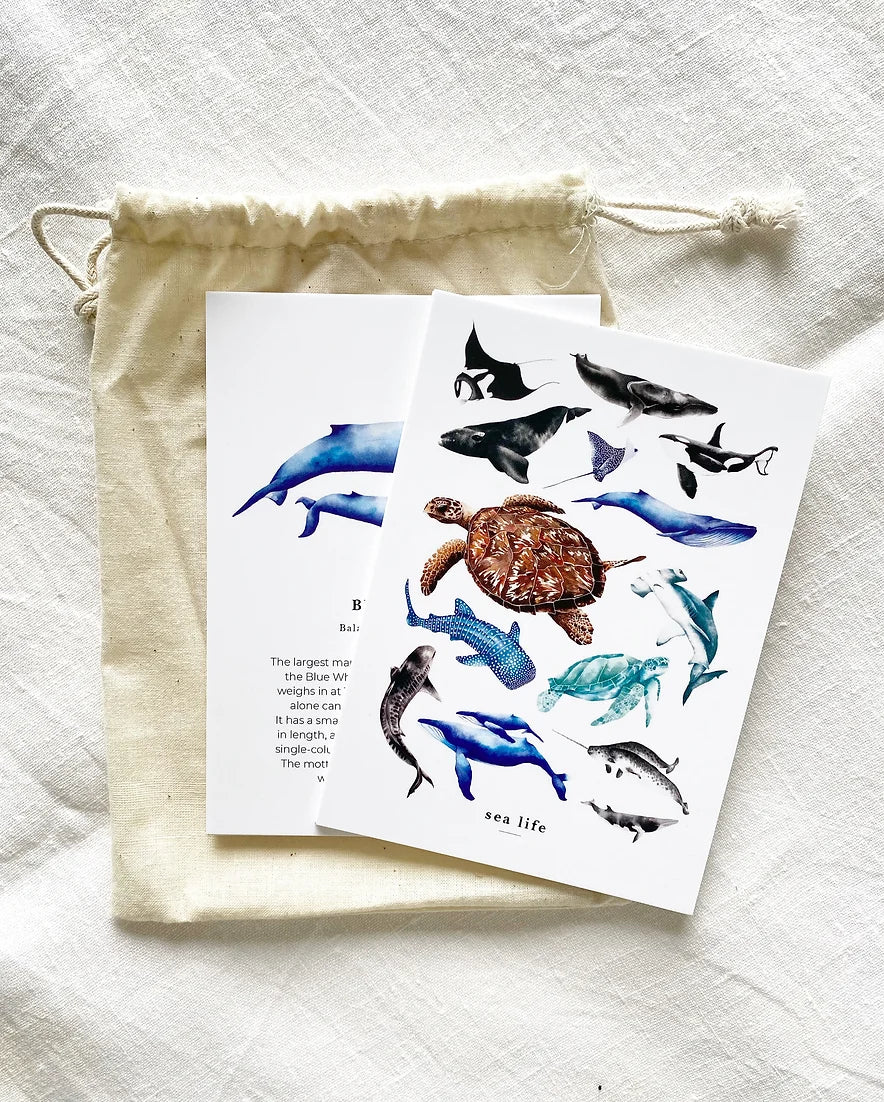 Sea Life Flash Cards