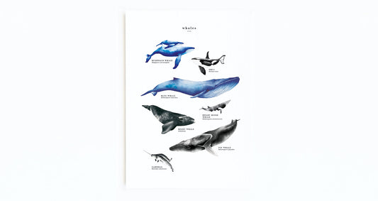Whale Species Educational Poster water colour painting pretty palm tree