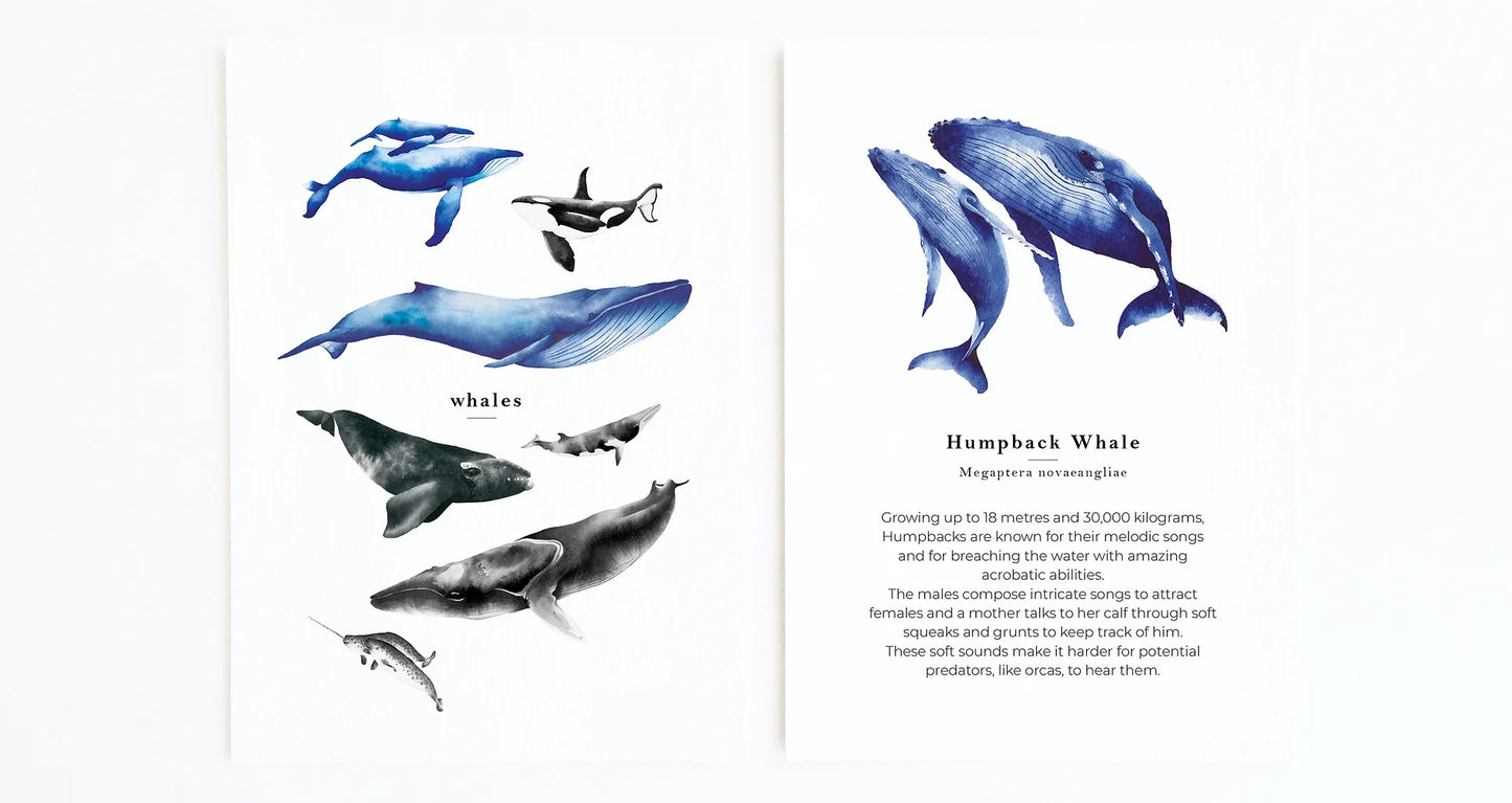 Whale Species Flash Cards