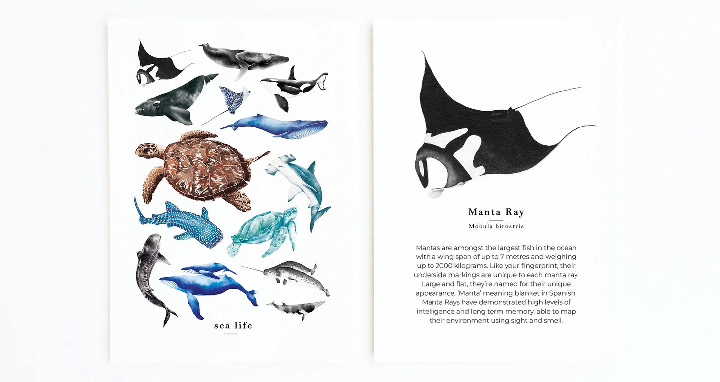 Sea Life Flash Cards