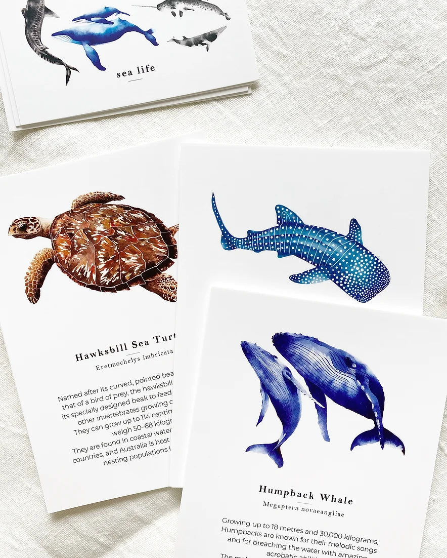 Sea Life Flash Cards