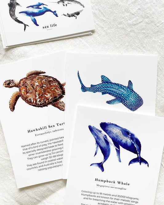 Sea Life Flash Cards
