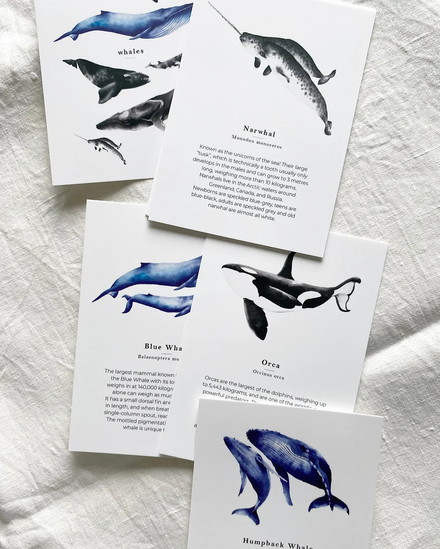Whale Species Flash Cards