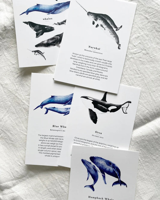 Whale Species Flash Cards