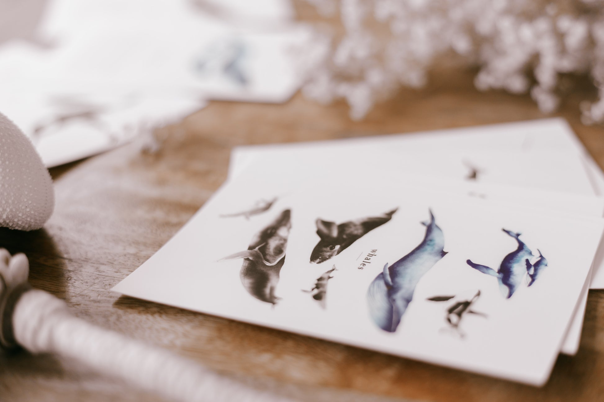 Whale Species Flash Cards educational water colour painting pretty palm tree