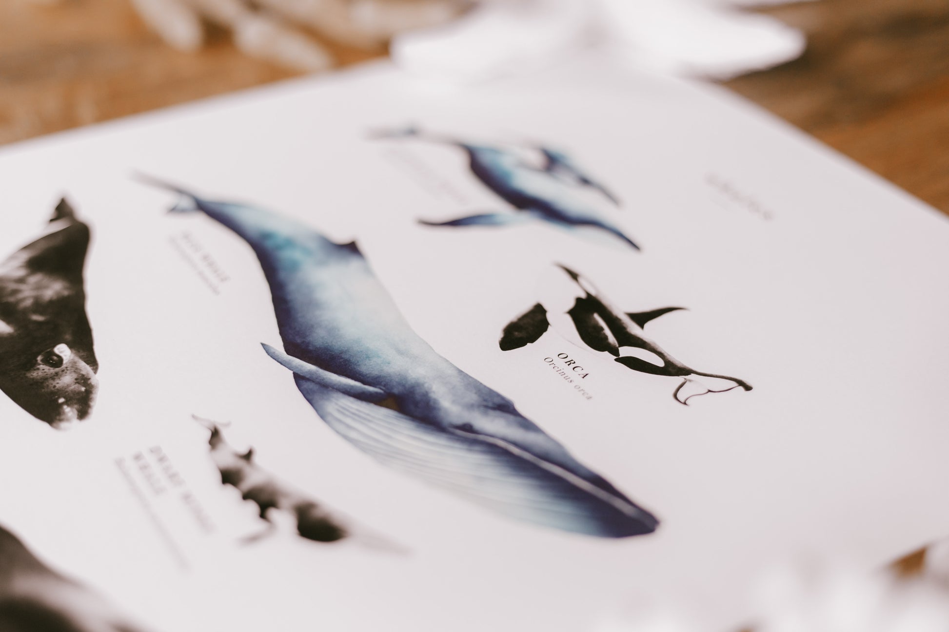 Whale Species Educational Poster water colour painting pretty palm tree