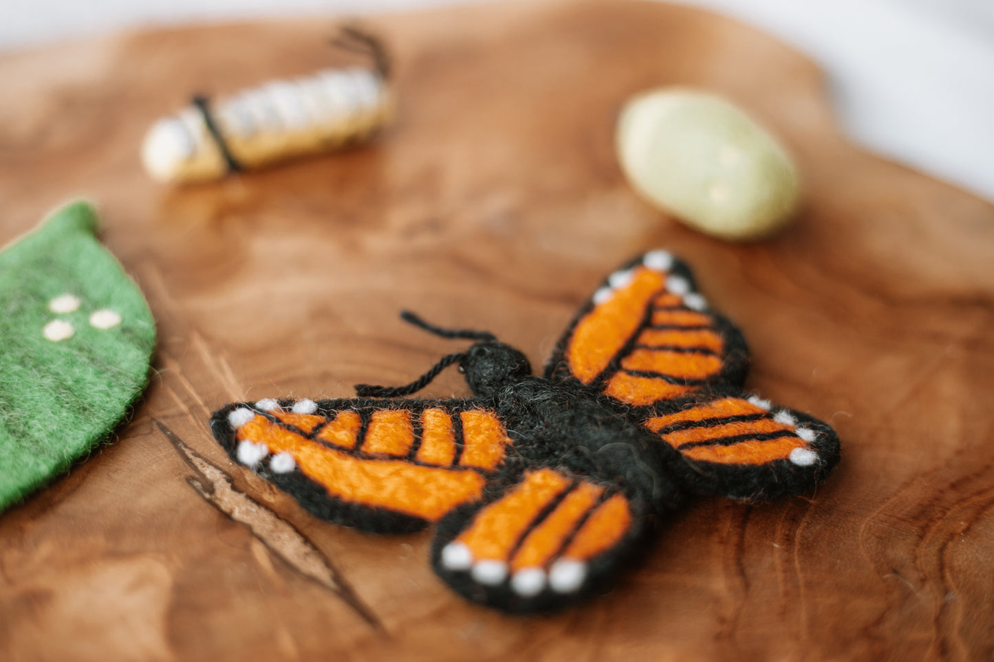 Life Cycle of a Butterfly