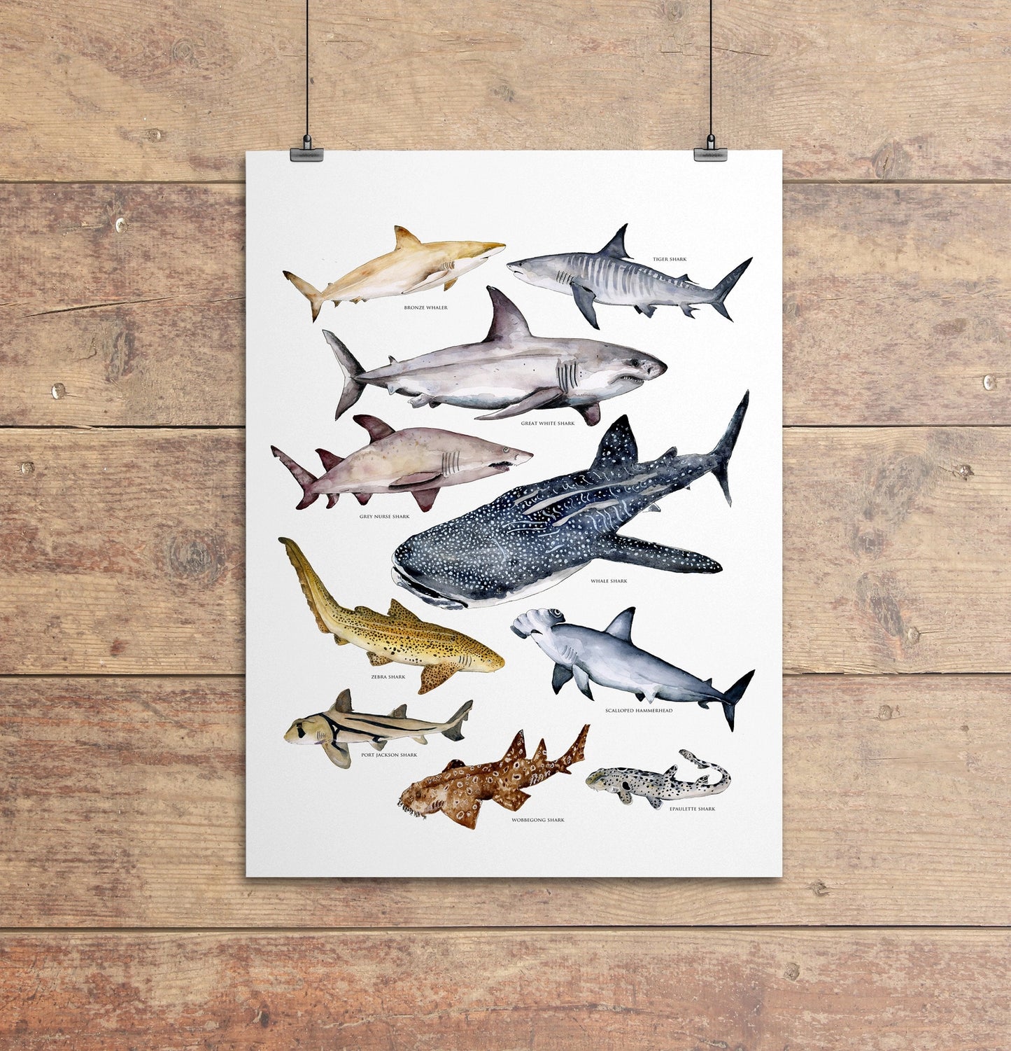 Australian Shark’s Poster A3
