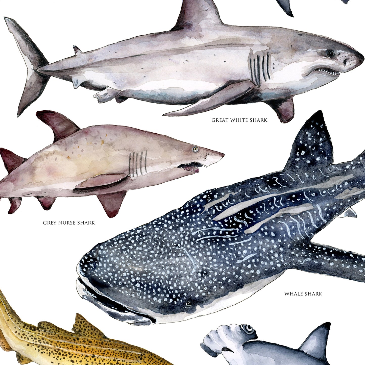 Australian Shark’s Poster A3