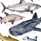Australian Shark’s Poster A3