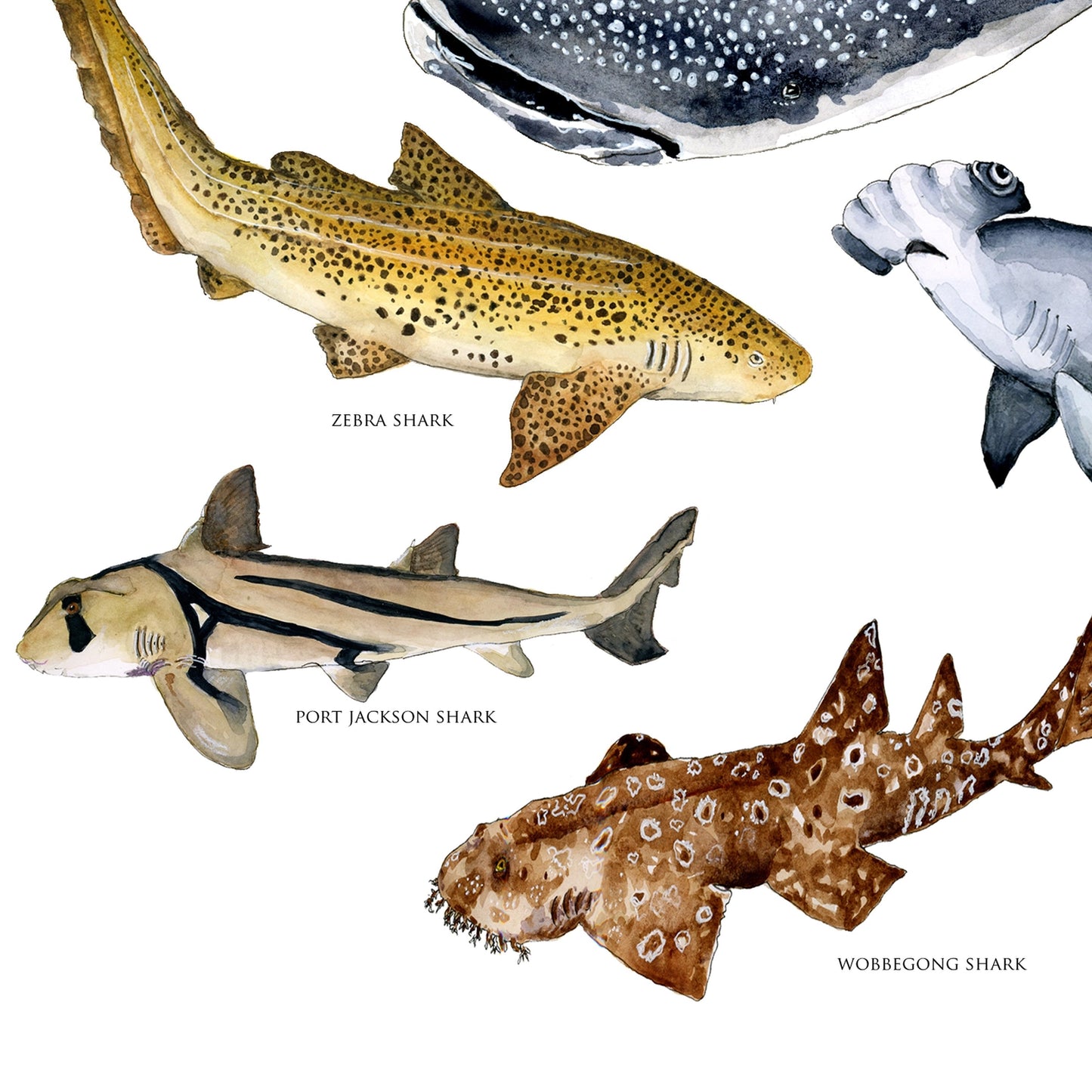 Australian Shark’s Poster A3