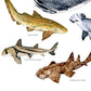 Australian Shark’s Poster A3