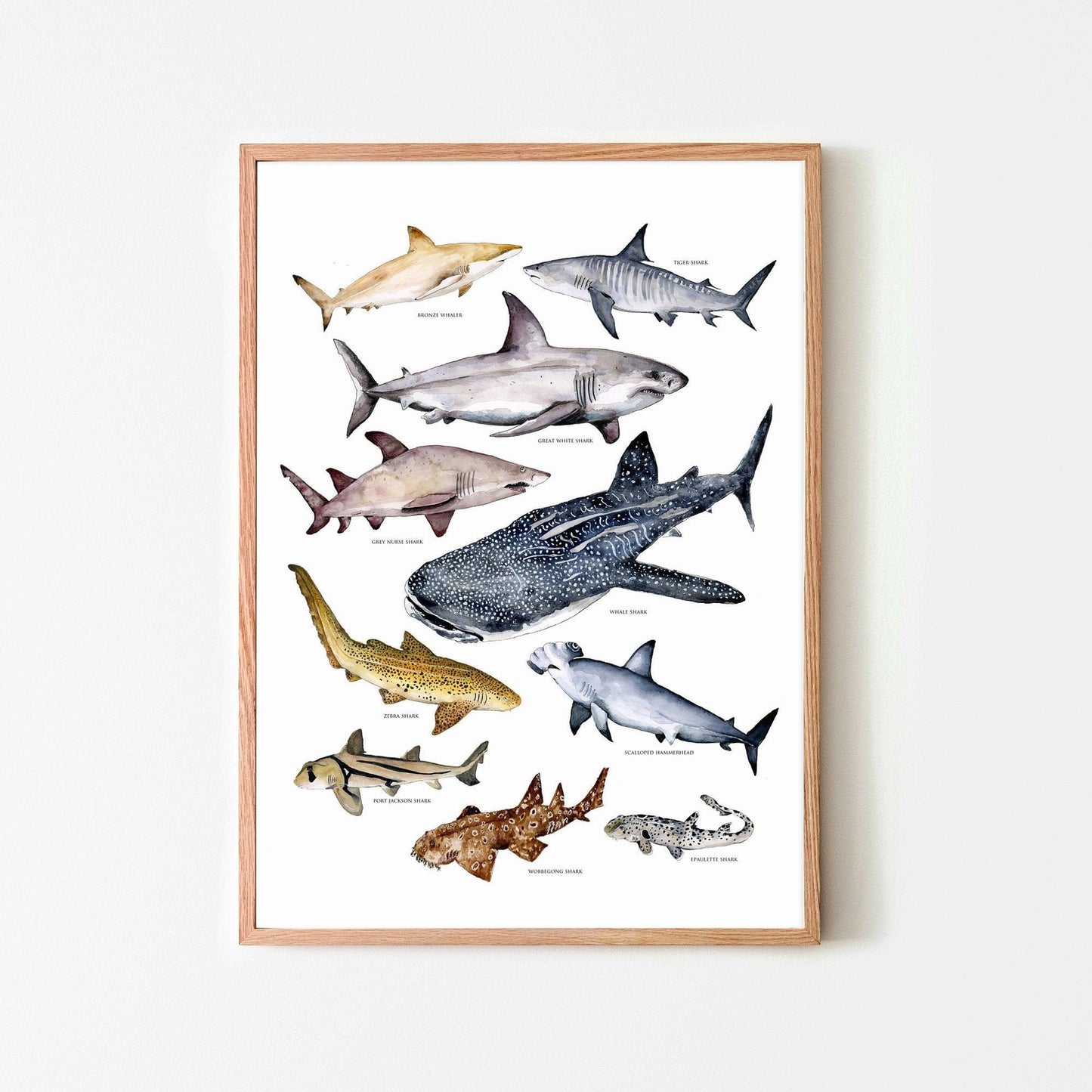 Australian Shark’s Poster A3