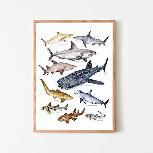 Australian Shark’s Poster A3