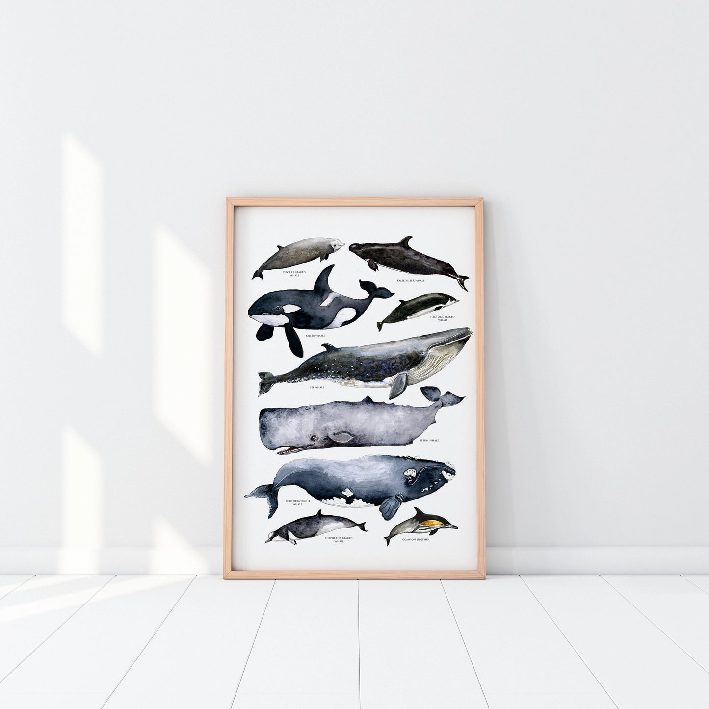 Australian Whale's Poster