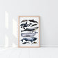 Australian Whale's Poster