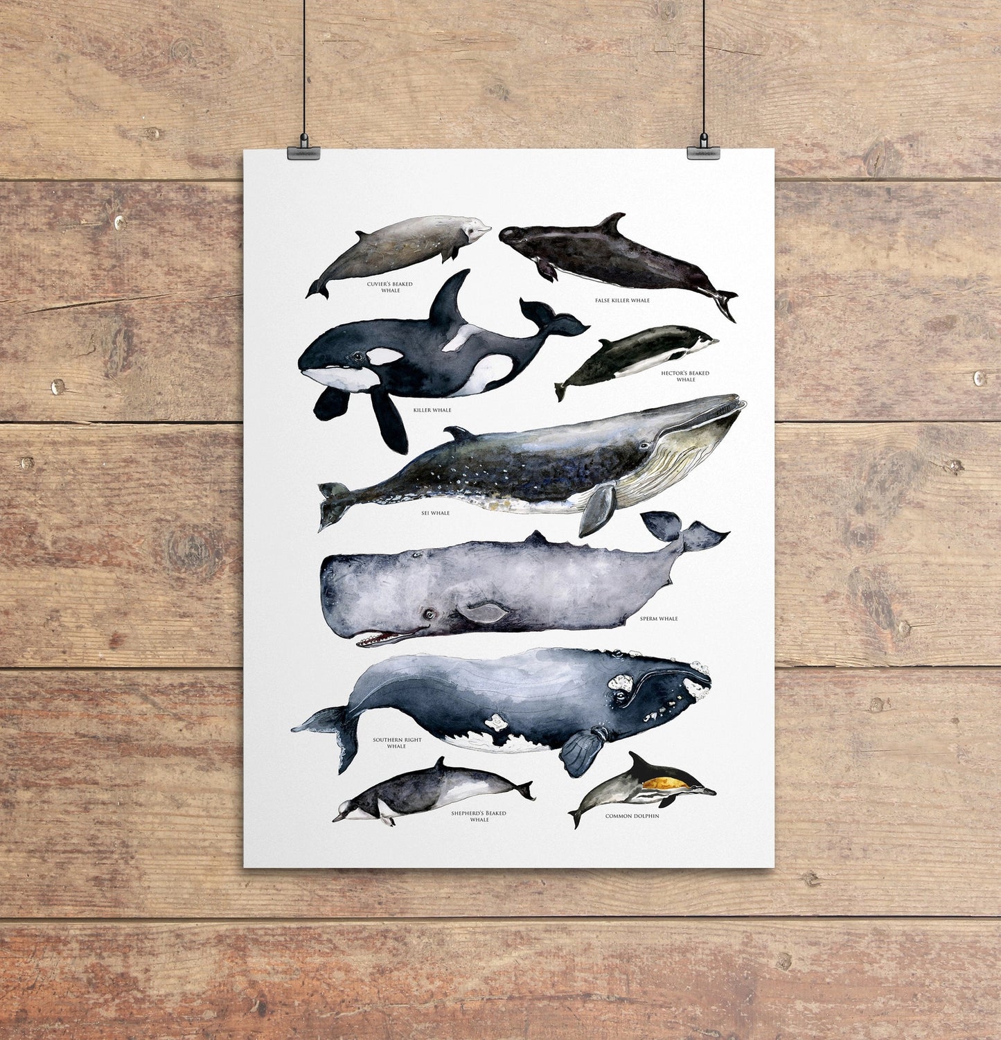 Australian Whale's Poster