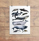 Australian Whale's Poster