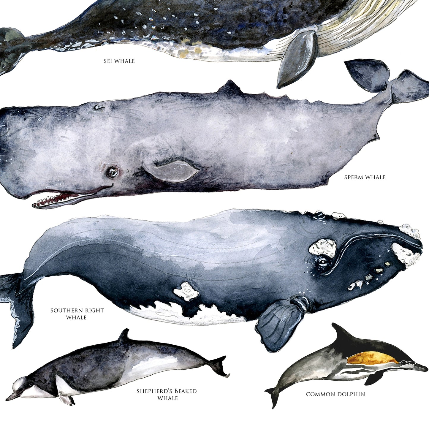 Australian Whale's Poster