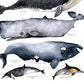 Australian Whale's Poster