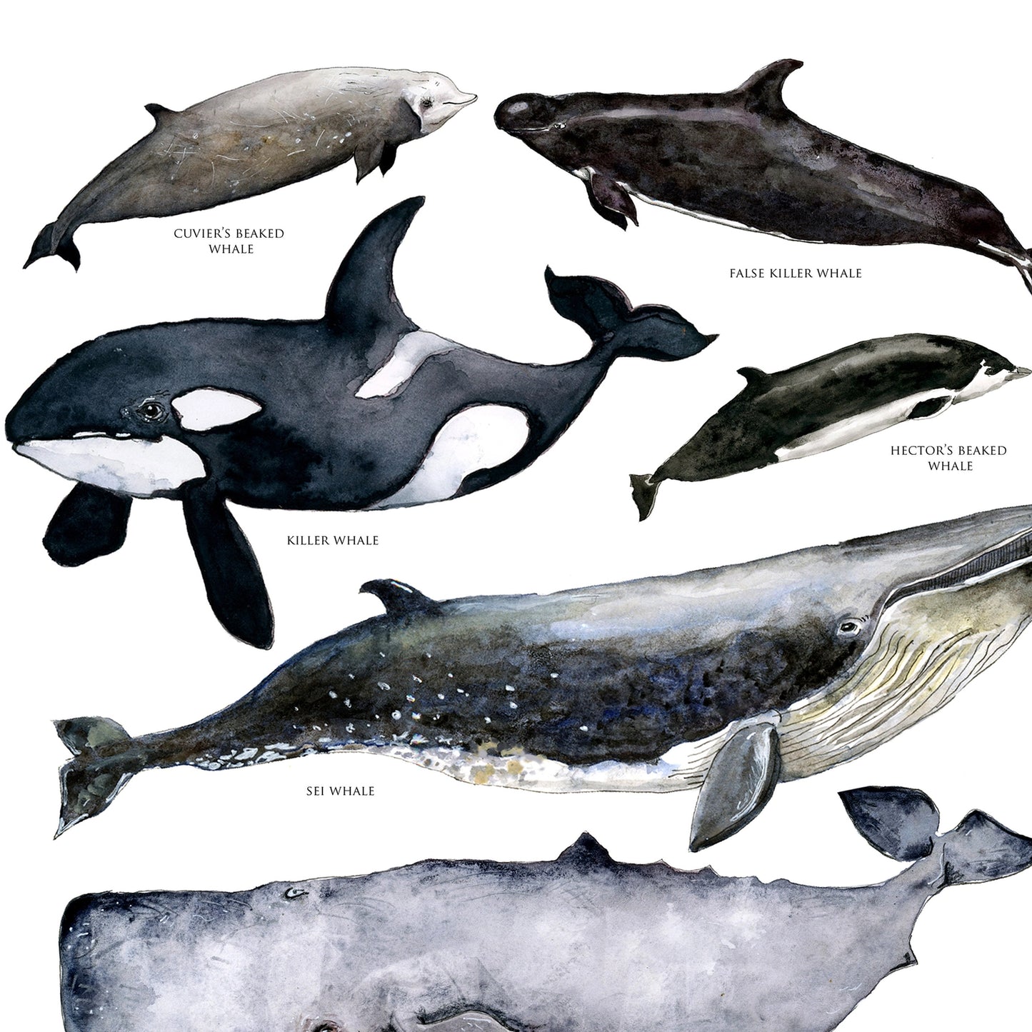 Australian Whale's Poster