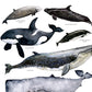Australian Whale's Poster