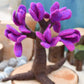 Felt Seasonal Tree - Spring