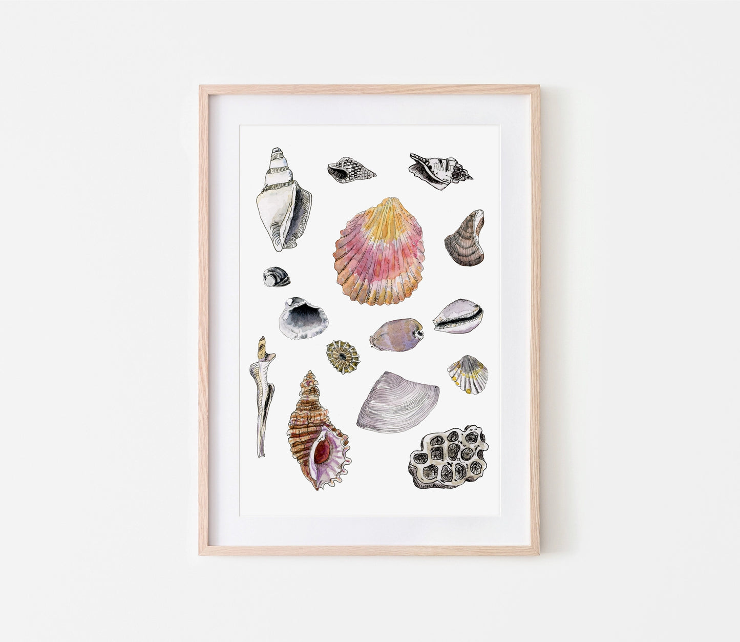 Shell Study Print - A3