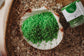 Lime Splash - Yellow Sea Salt Shimmers SMALL - Potion Play & Sensory Ingredients