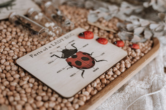 Bug Anatomy Cards