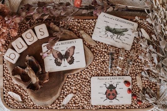 Bug Anatomy Cards