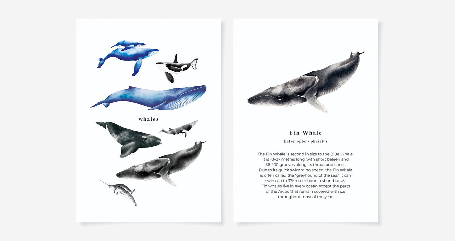Whale Species Flash Cards
