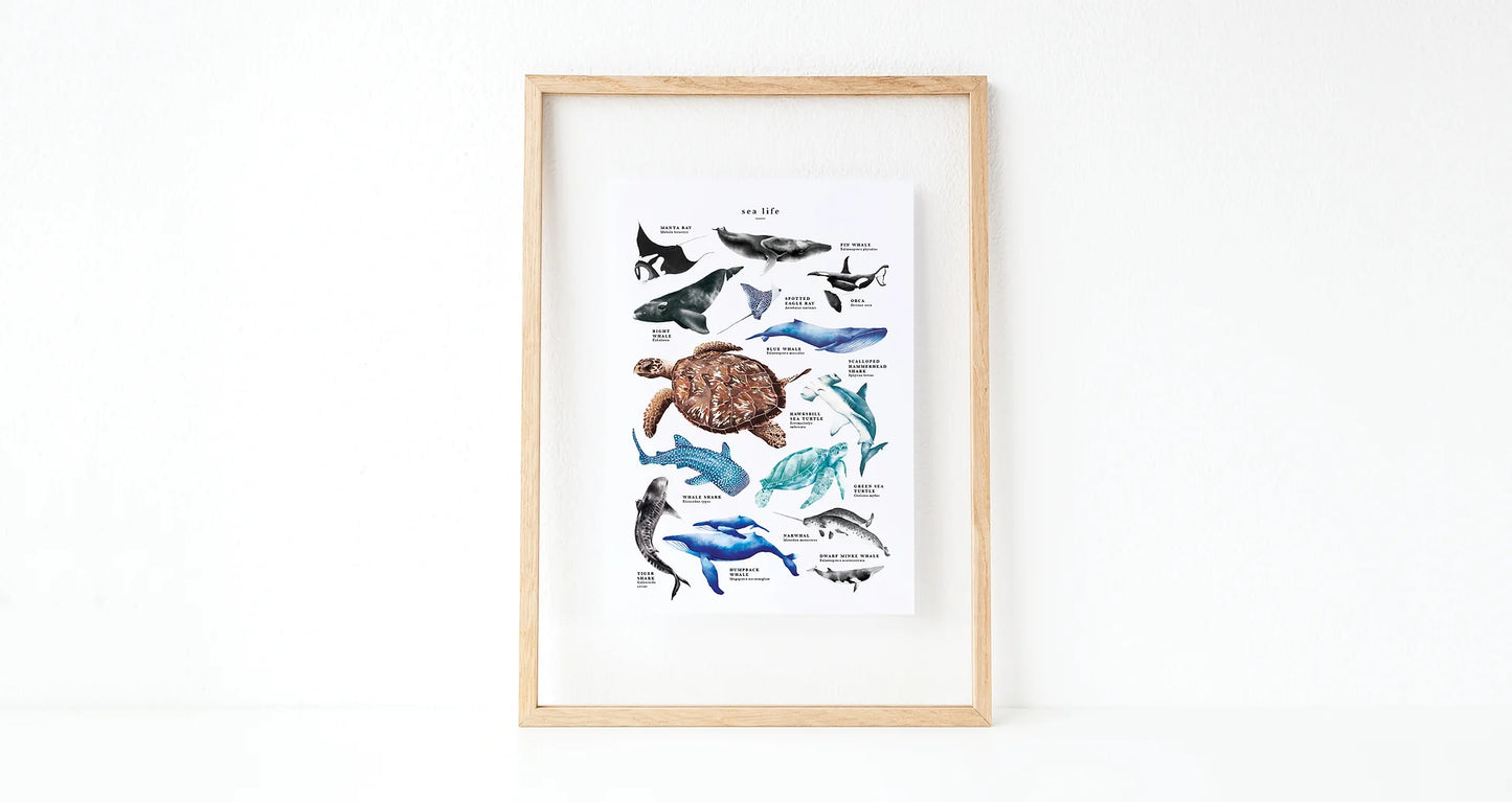 Sea Life Poster